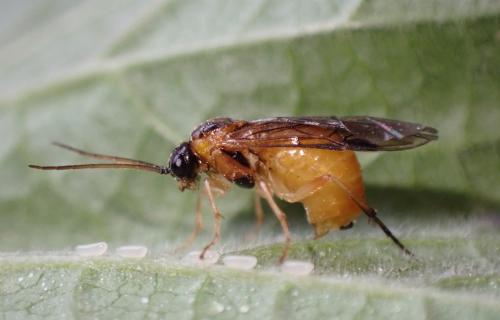 Réf. 303 836 : Euura ribesii